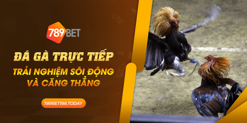 40 Da ga truc tiep Trai nghiem soi dong va cang thang