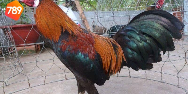 đá gà campuchia trực tiếp