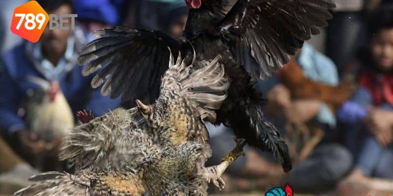 đá gà campuchia trực tiếp