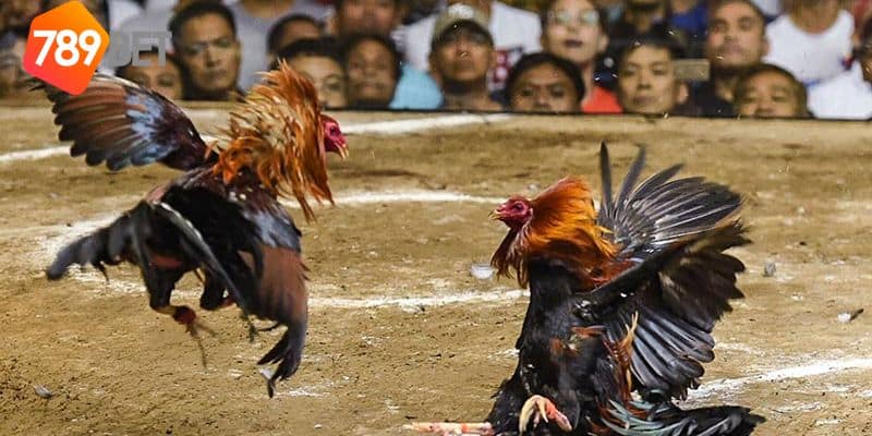 đá gà campuchia trực tiếp