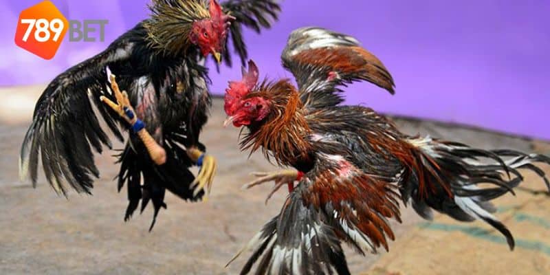 đá gà trực tiếp