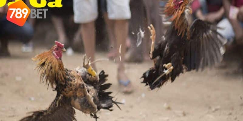 đá gà trực tiếp