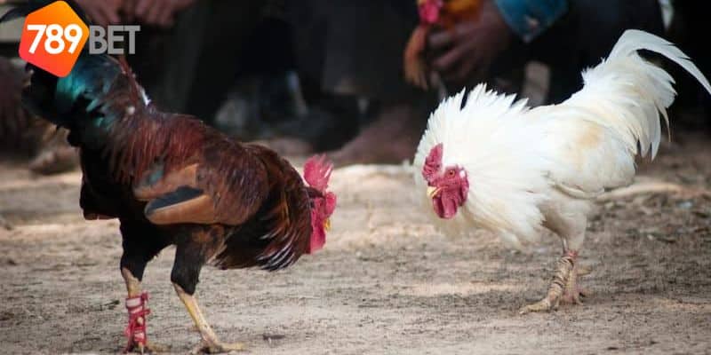 trực tiếp gà đá thomo