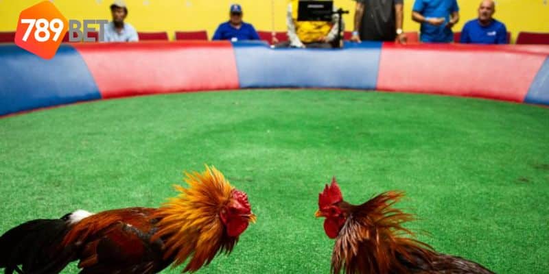 trực tiếp gà đá thomo