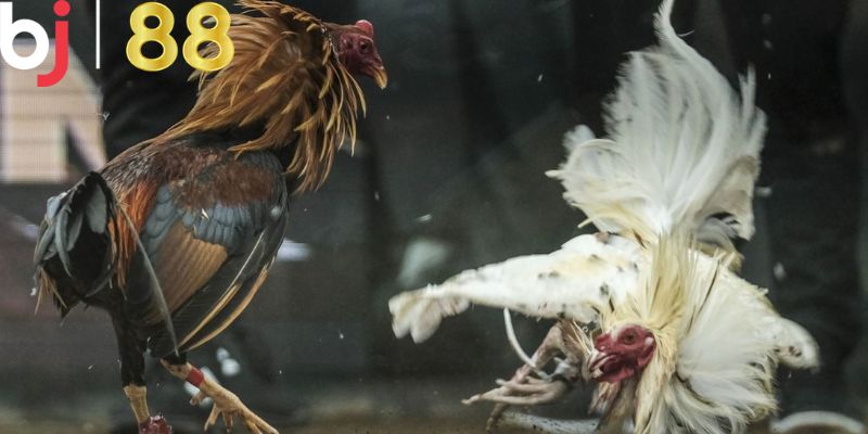 Khám phá sơ lược về sảnh BJ88 đá gà