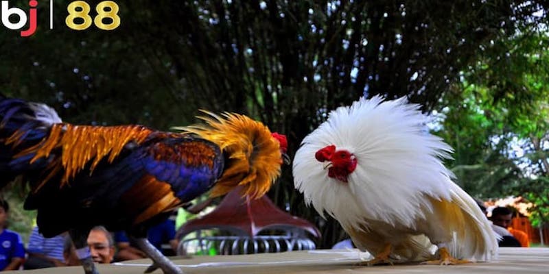 BJ88 đá gà - Sự lựa chọn hoàn hảo cho những tín đồ chọi kê