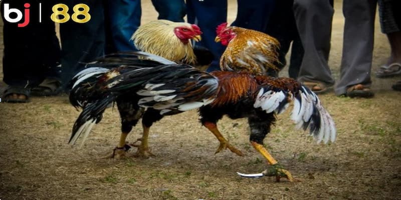 Những điểm nổi bật khiến BJ88 đá gà trở thành sự lựa chọn hàng đầu