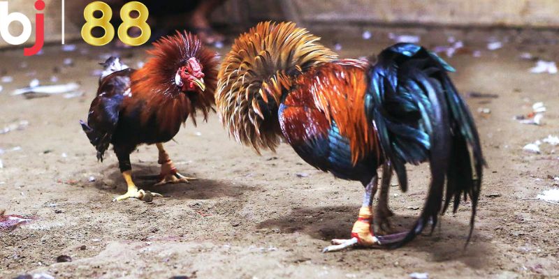 Chiến thuật chơi đá gà thắng đậm cho hội viên