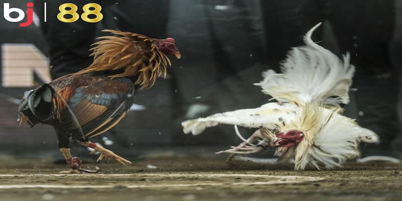 Khám phá các hình thức BJ88 đá gà đa dạng
