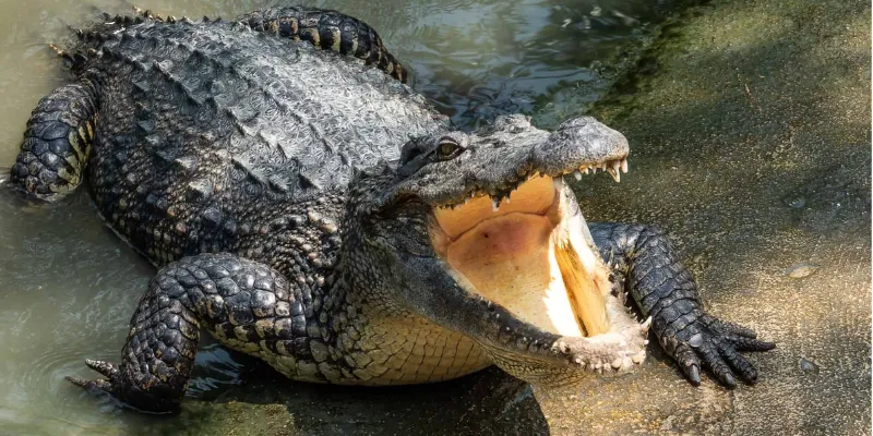 Mơ thấy cá sấu - Giải mã những thông điệp ẩn sau giấc mơ 2 Những thông điệp ẩn sau giấc mơ thấy cá sấu