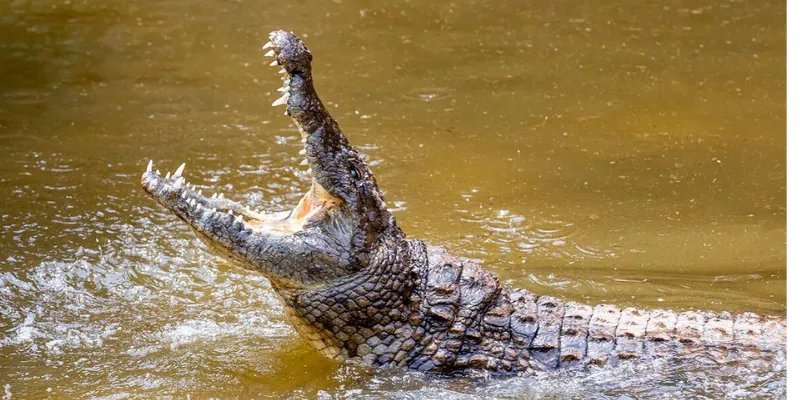 Mơ thấy cá sấu - Giải mã những thông điệp ẩn sau giấc mơ 3 Tình trạng tâm lý và cảm xúc liên quan