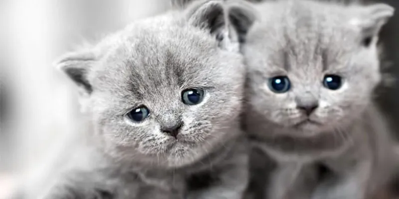 Ý nghĩa tâm linh của giấc mơ thấy mèo