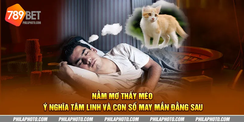 Nằm mơ thấy mèo - Ý nghĩa tâm linh và con số may mắn đằng sau 9 nam mo thay meo y nghia tam linh va con so may man dang sau 7 11zon