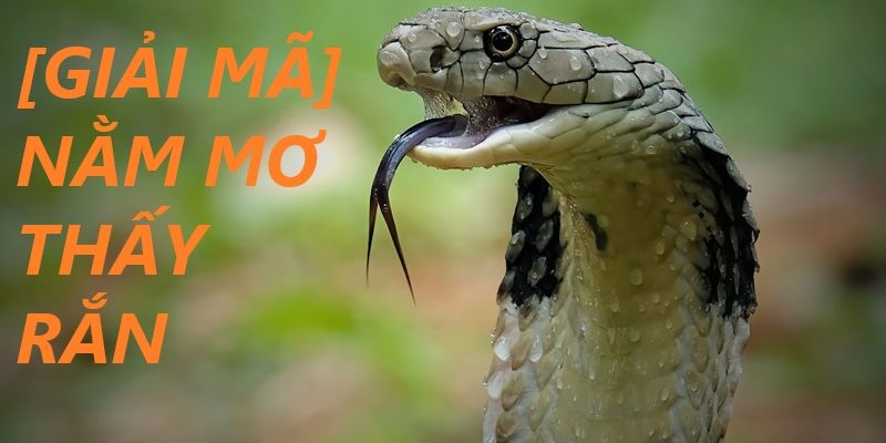 Nằm mơ thấy rắn: Dự đoán con số đề phù hợp để trúng lớn 3 mo thay ran 2