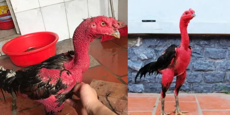 Mẹo cá cược Đá Gà hiệu quả từ cao thủ – Cách tăng tỷ lệ thắng 3 Bật mí mẹo cá cược đá gà hiệu quả từ cao thủ