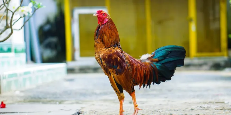 Mẹo cá cược Đá Gà hiệu quả từ cao thủ – Cách tăng tỷ lệ thắng 4 Tránh những sai lầm thường gặp khi cá cược đá gà