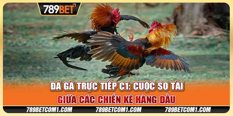 Đá gà trực tiếp C1 tại 789Bet - Trải nghiệm những trận đấu gay cấn 7 Đá gà trực tiếp C1 tại 789Bet - Trải nghiệm những trận đấu gay cấn