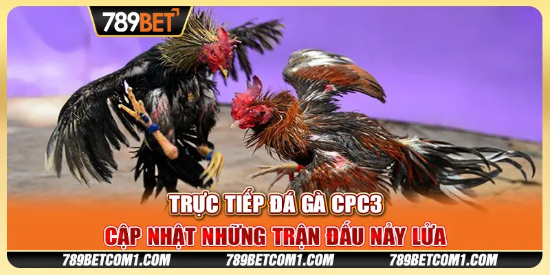 Trực tiếp đá gà CPC3 tại 789Bet - Cập nhật những trận đấu nảy lửa 6 Trực tiếp đá gà CPC3 tại 789Bet - Cập nhật những trận đấu nảy lửa