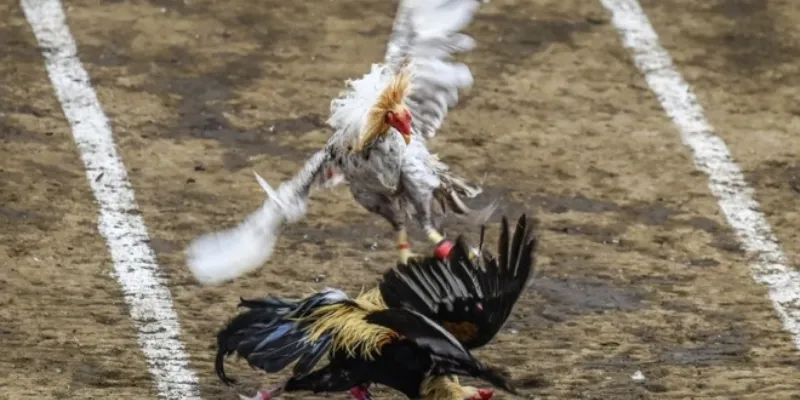 Bí kíp cược đá gà Philippines tăng tỷ lệ thắng cho anh em