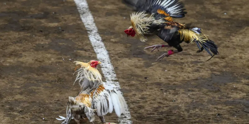 Tìm hiểu về luật chơi đá gà Philippines cơ bản