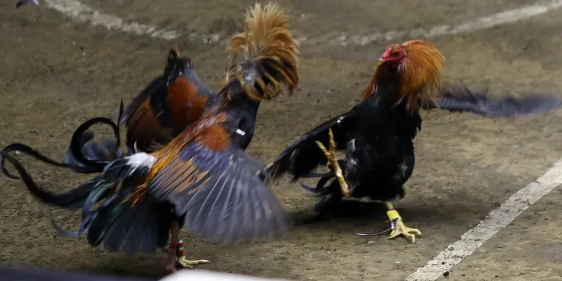 Tìm hiểu về đá gà Philippines là gì?