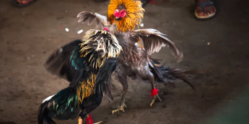 Một số loại kèo cược trong đá gà Thomo tại 789Bet