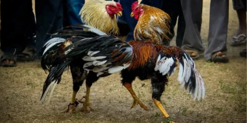 Đá gà cựa sắt tại 789Bet - Tăng tỷ lệ thắng với chiến lược cược thông minh 2 Vài nét tổng quan về đá gà cựa sắt