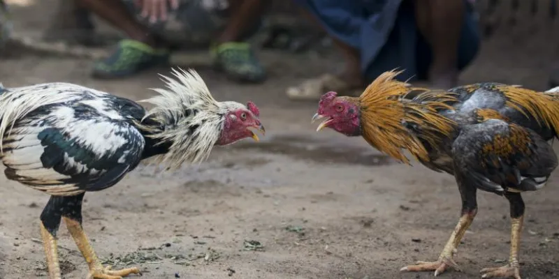 Đá gà cựa sắt tại 789Bet - Tăng tỷ lệ thắng với chiến lược cược thông minh 3 Một số loại cược trong đá gà cựa sắt phổ biến