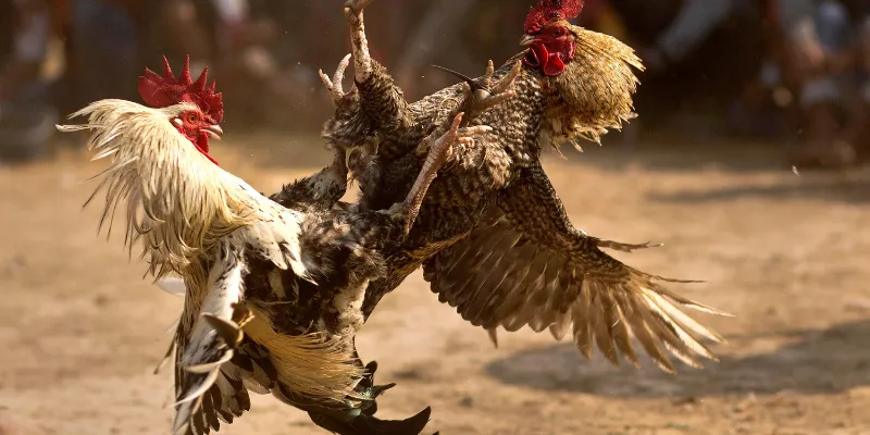 Đá gà cựa sắt tại 789Bet - Tăng tỷ lệ thắng với chiến lược cược thông minh 4 Chia sẻ mẹo cá cược đá gà cựa sắt thắng lớn tại 789Bet