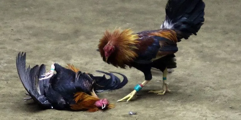 Đôi nét nổi bật về đá gà trực tiếp C1 tại 789Bet