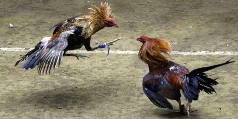 Chi tiết cách tham gia cá cược đá gà c1 tại 789Bet