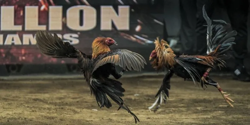 Chia sẻ kinh nghiệm cá cược đá gà c1 từ cao thủ