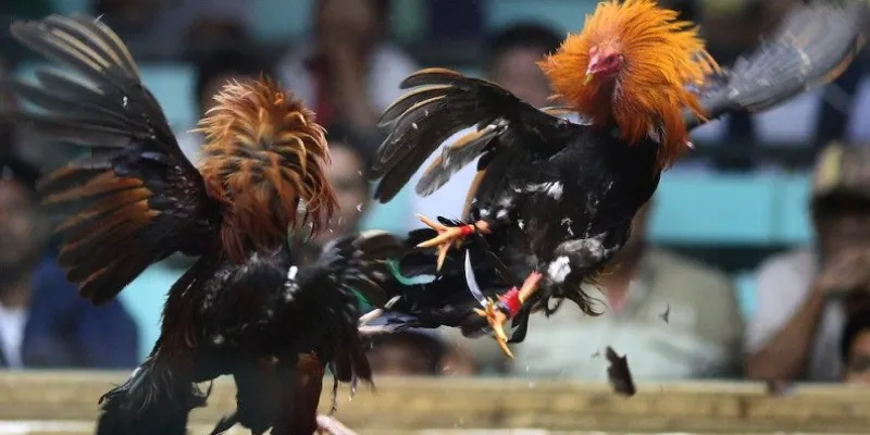 Trực tiếp đá gà C1 – Những trận đấu nảy lửa bạn không thể bỏ lỡ tại 789Bet 3 Cập nhật lịch thi đấu đá gà C1 trực tuyến theo thời gian thực