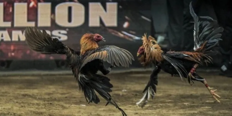 Trực tiếp đá gà C1 – Những trận đấu nảy lửa bạn không thể bỏ lỡ tại 789Bet 4 Chia sẻ kinh nghiệm cá cược đá gà C1 trực tiếp tại 789 Bet hiệu quả