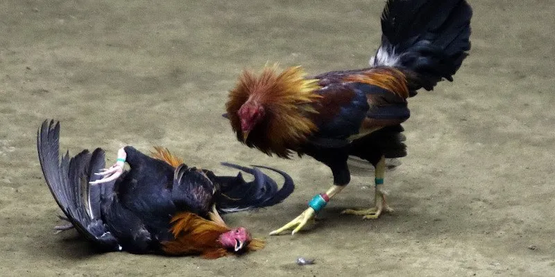 Trực tiếp đá gà CPC3 tại 789Bet - Cập nhật những trận đấu nảy lửa 3 Bí quyết truy cập nhanh để theo dõi đá gà CPC3 tại 789Bet