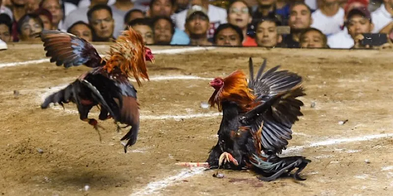 Trực tiếp đá gà CPC3 tại 789Bet - Cập nhật những trận đấu nảy lửa 4 Hướng dẫn đặt cược đá gà CPC3 chính xác và hiệu quả