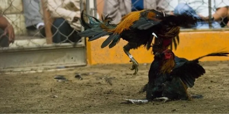 Trực tiếp đá gà Thomo – Cơ hội cược hấp dẫn với tỷ lệ thắng cao tại 789Bet 3 Quy tắc và phương pháp cá cược đá gà Thomo