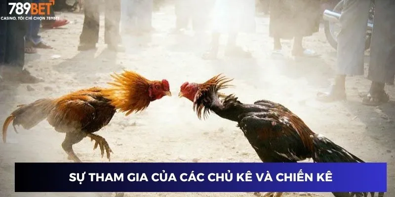 Vai trò của chủ kê và chiến kê trong đấu trường