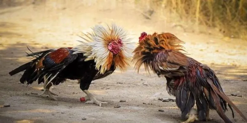 Đá gà cựa sắt live tại 789Bet - Trải nghiệm đấu trường gà hấp dẫn 2 Luật chơi và quy định trong đá gà cựa sắt live