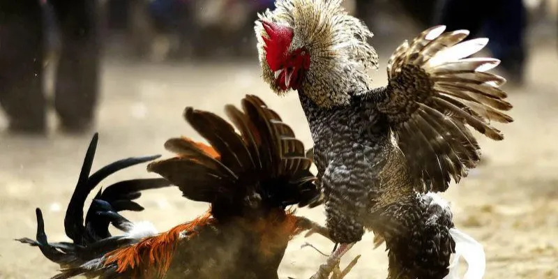 Đá gà cựa sắt live tại 789Bet - Trải nghiệm đấu trường gà hấp dẫn 3 Cách xem đá gà cựa sắt live tại 789Bet