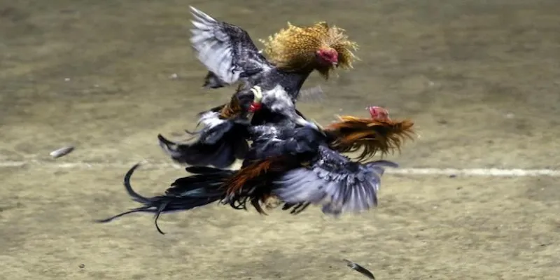 Đá gà cựa sắt live tại 789Bet - Trải nghiệm đấu trường gà hấp dẫn 4 Các chiến lược đặt cược hiệu quả trong đá gà cựa sắt live