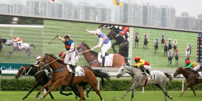 Mẹo đặt cược đua ngựa tăng cơ hội thắng cho anh em