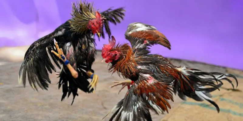 Xem đá gà online tại 789Bet - Trải nghiệm kịch tính với những trận đấu đỉnh cao 2 Một số ưu điểm của việc xem đá gà online