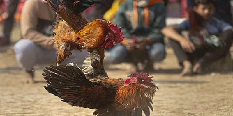 Xem đá gà online tại 789Bet - Trải nghiệm kịch tính với những trận đấu đỉnh cao 3 Chi tiết cách xem đá gà online tại 789Bet