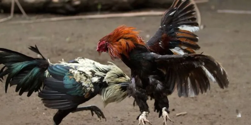 Xem đá gà online tại 789Bet - Trải nghiệm kịch tính với những trận đấu đỉnh cao 4 Kinh nghiệm cá cược đá gà online tối ưu tại 789Bet