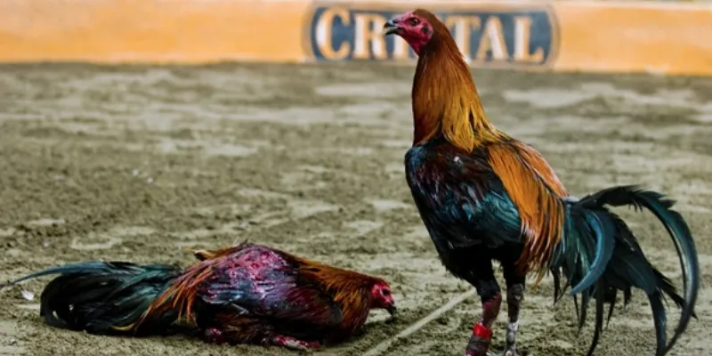 Thông tin chung về đá gà Peru tại 789Bet