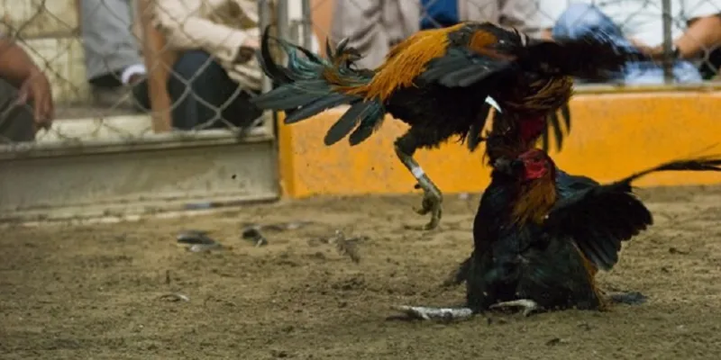 Một số quy tắc cơ bản trong đá gà Peru