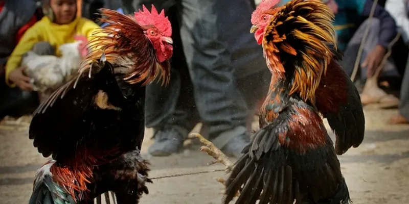 Mẹo cược đá gà Peru bách chiến bách thắng tại 789Bet