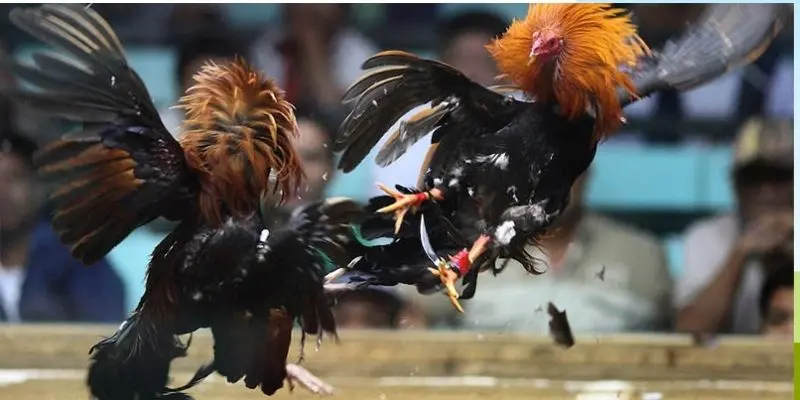 Tìm hiểu về luật chơi gà chọi Thái Lan