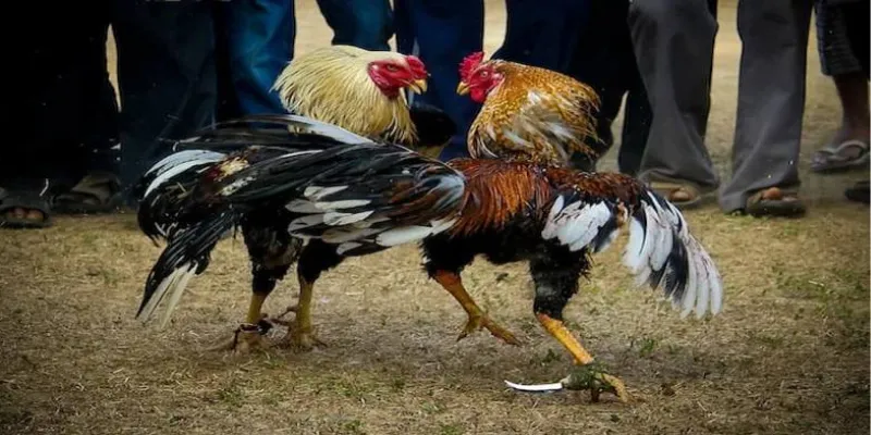 Kinh nghiệm cá cược đá gà cựa dao tại 789Bet giúp tăng tỷ lệ thắng 2 Tổng quan về hình thức thi đấu đá gà cựa dao